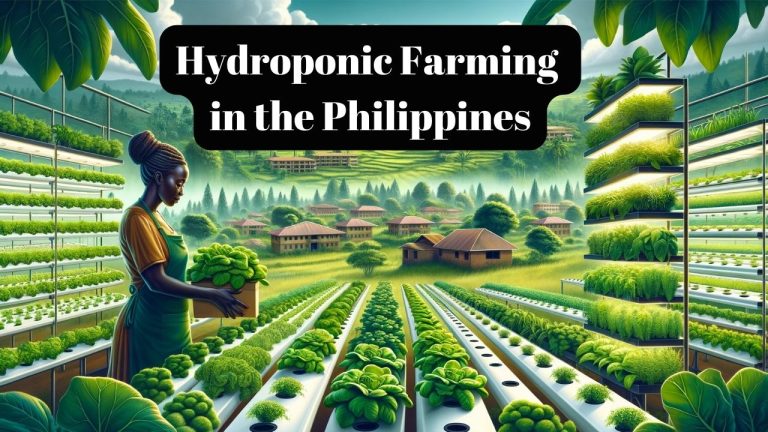 Hydroponic Farming in the Philippines: A Comprehensive Guide